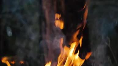 树干着火燃烧视频视频的预览图